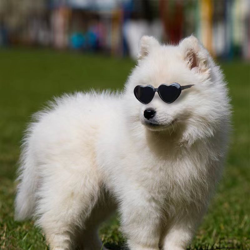 Doll Sunglasses Fashion Accessory for Pets – Stylish Toy Eyewear